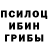 Псилоцибиновые грибы Psilocybine cubensis Nurlan Klishov