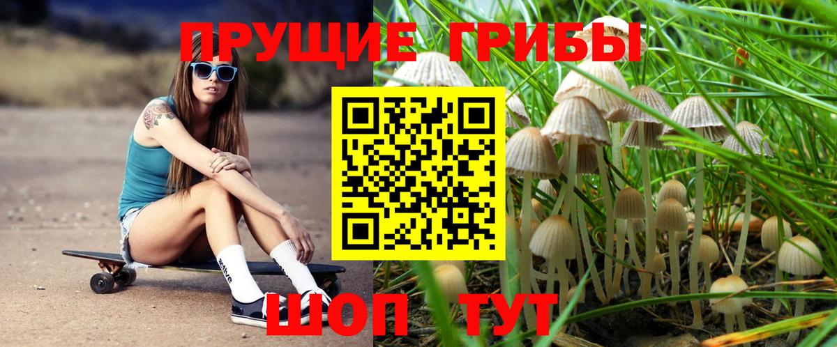 Псилоцибиновые грибы GOLDEN TEACHER Светлоград